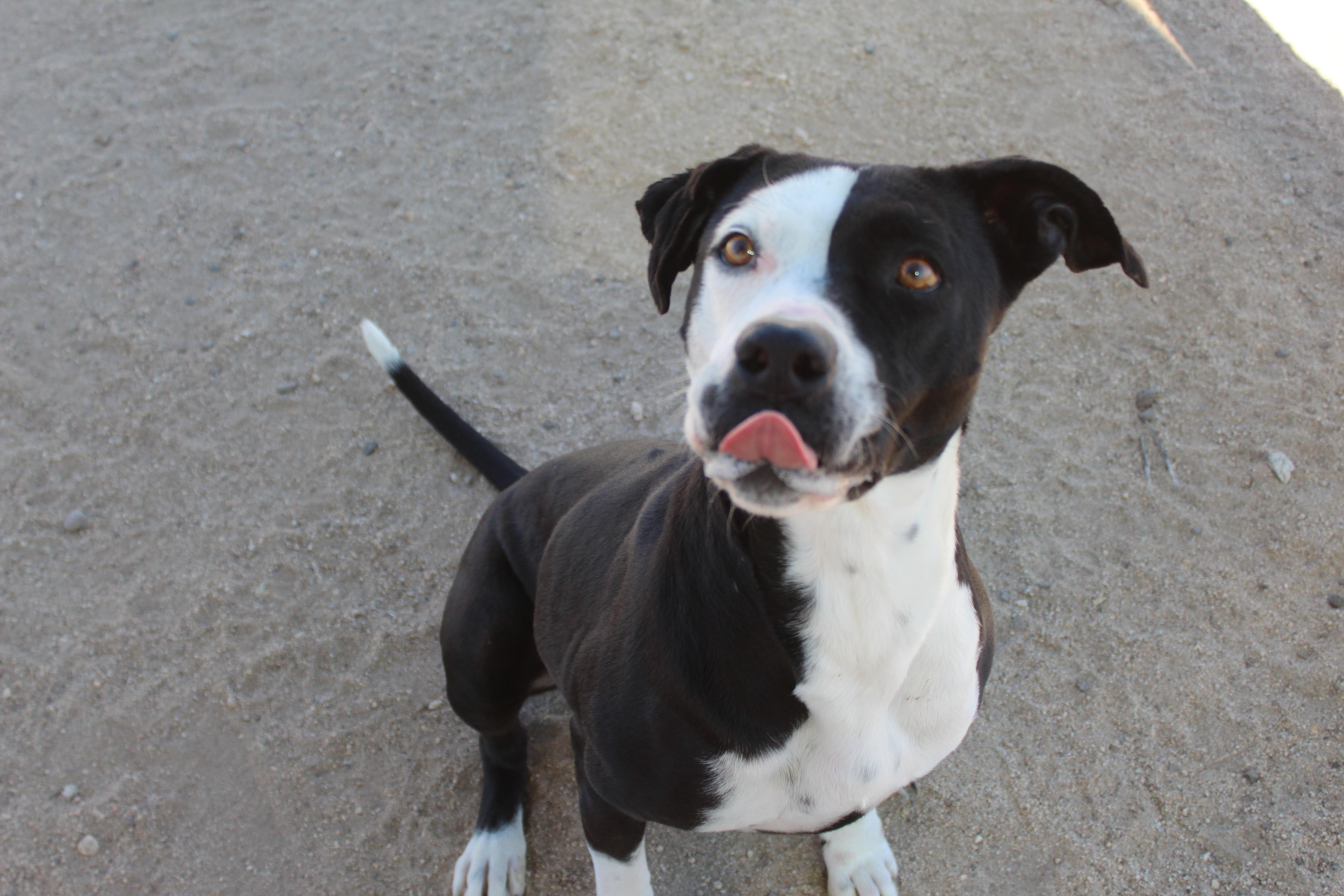 Dottie thumbnail 3