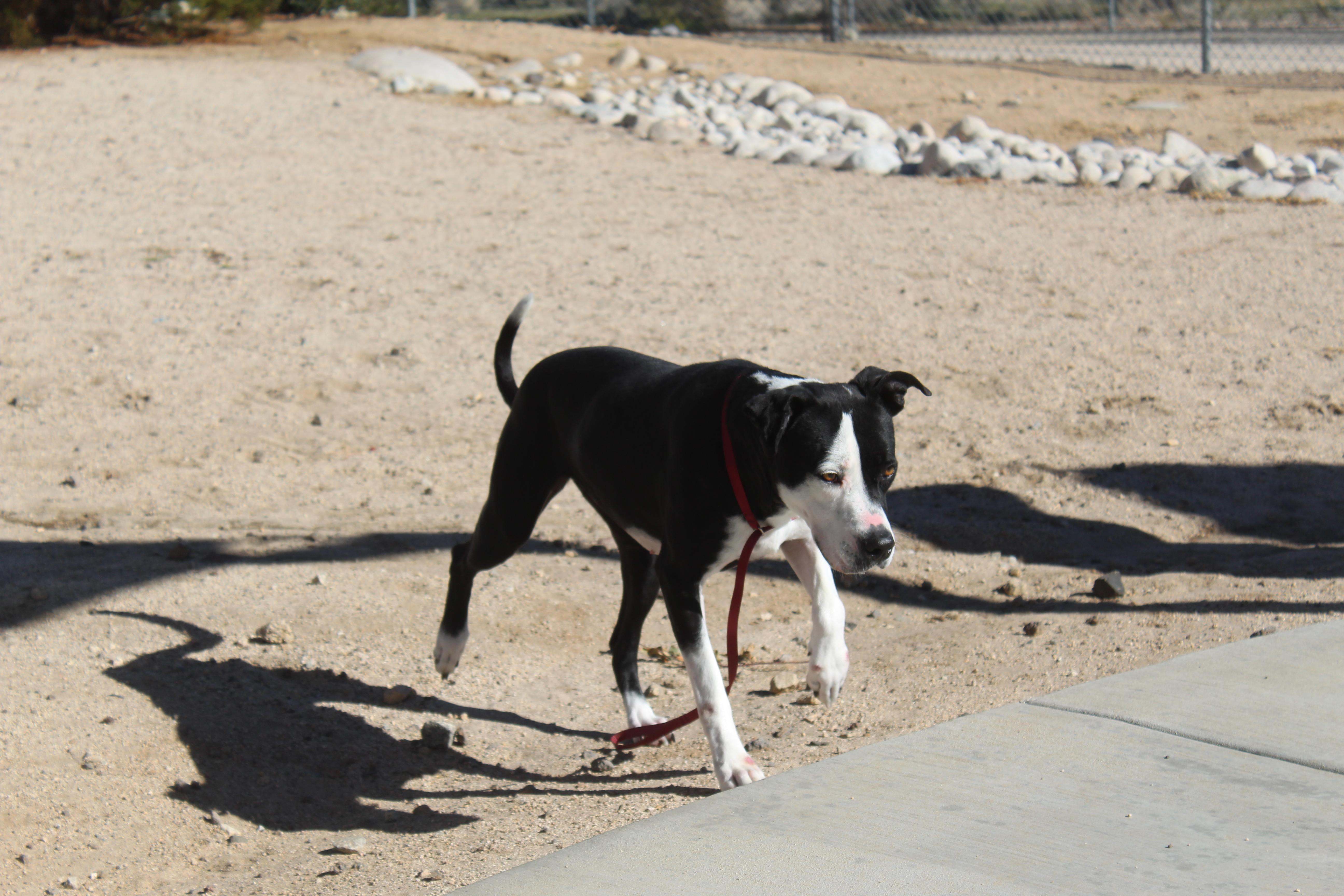 Dottie thumbnail 5
