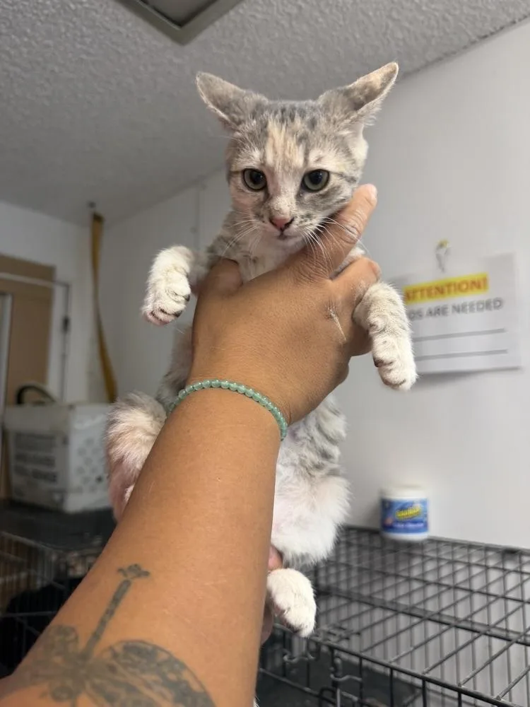 A young small-sized female Domestic Short Hair cat named Katherine for adoption in Ontario, CA