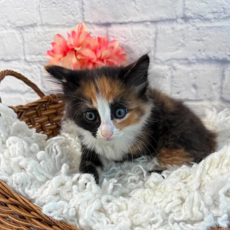 A baby small-sized female Calico Domestic Medium Hair cat named Matcha for adoption in Harrisonburg, VA