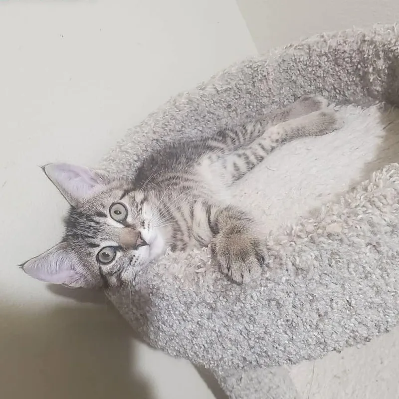 A baby small-sized male Tabby (Brown / Chocolate) Domestic Short Hair cat named Journey for adoption in Sedalia, MO