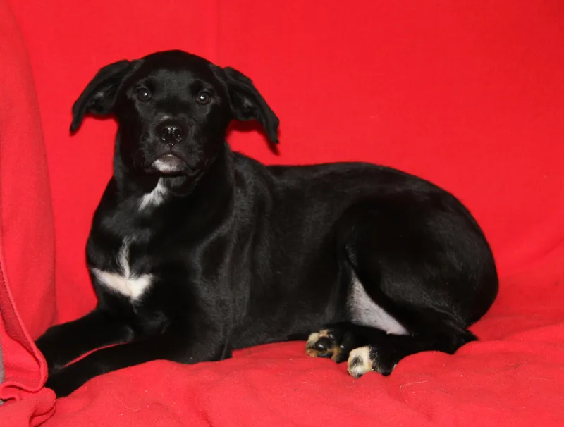 A baby medium-sized female Black Labrador Retriever dog named Abyssinian for adoption in Marietta, OH