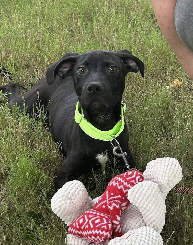 A baby medium-sized male Tricolor (Brown, Black, & White) Pit Bull Terrier dog named Rhett  Batesville Litter for adoption in Horn Lake, MS
