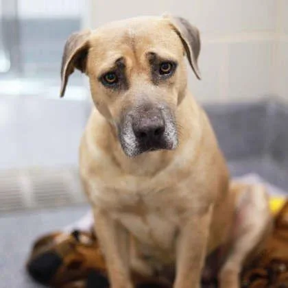 An adult large-sized female Yellow / Tan / Blond / Fawn Mixed Breed dog named Lovebug for adoption in Atlanta, GA