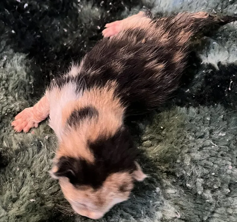 A baby small-sized female Domestic Short Hair cat named Ethel for adoption in HUNTINGTON BEACH, CA