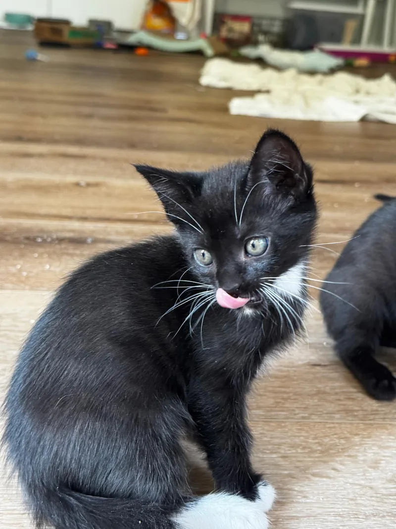 A baby medium-sized male Domestic Short Hair cat named Buchanan for adoption in Pacific Palisades, CA