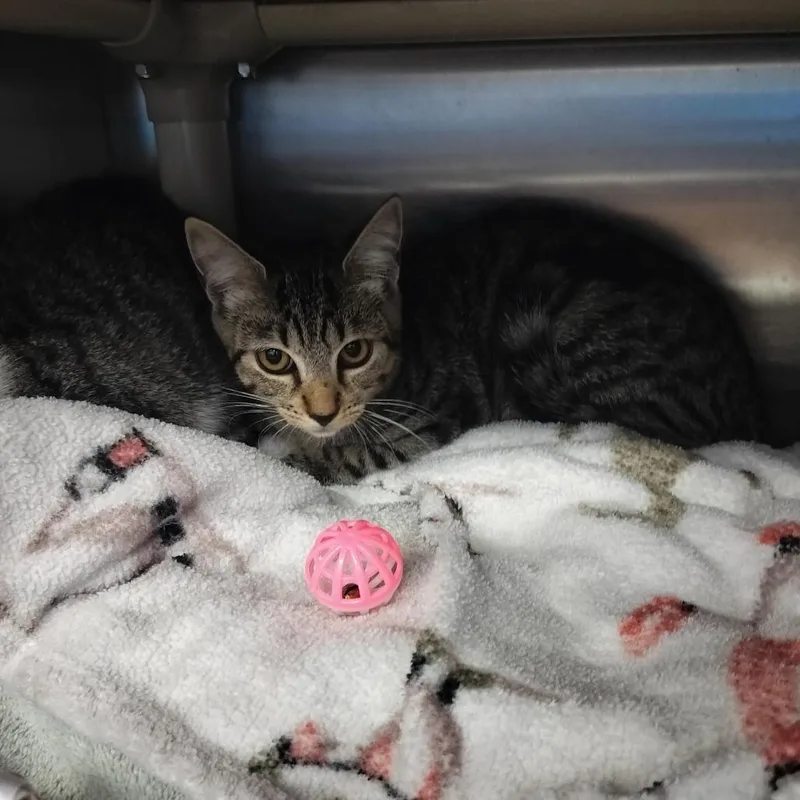 A baby medium-sized male Brown / Chocolate Domestic Short Hair cat named Sheldon for adoption in Naples, FL