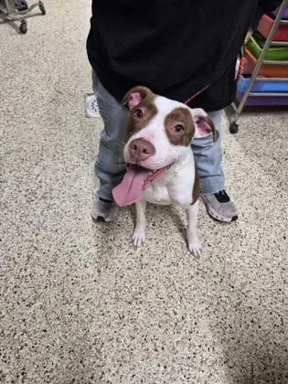 A young medium-sized female Mixed Breed dog named Barcelona for adoption in Clarks Summit, PA