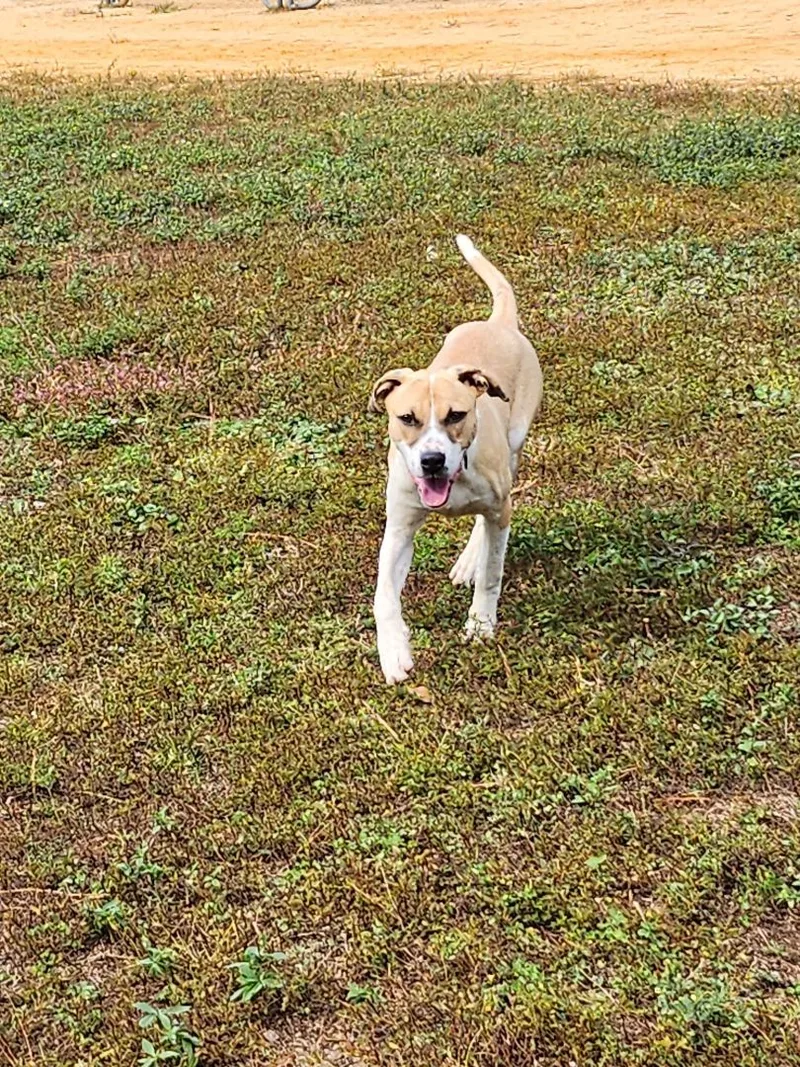 A young medium-sized female Apricot / Beige Carolina Dog dog named Dixie for adoption in St. George, SC