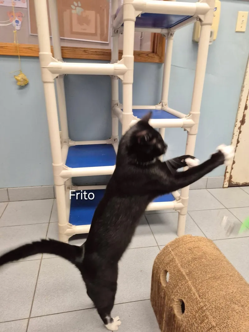 A young medium-sized male Domestic Short Hair cat named Frito for adoption in Buffalo, NY