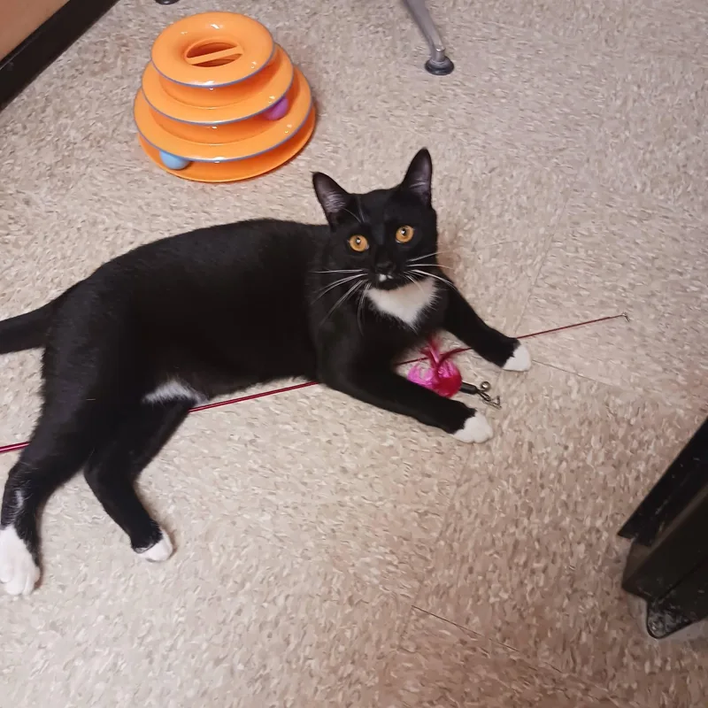 Frito thumbnail 3