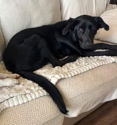 A young large-sized female Black Labrador Retriever dog named Dorothy for adoption in Wakefield, RI