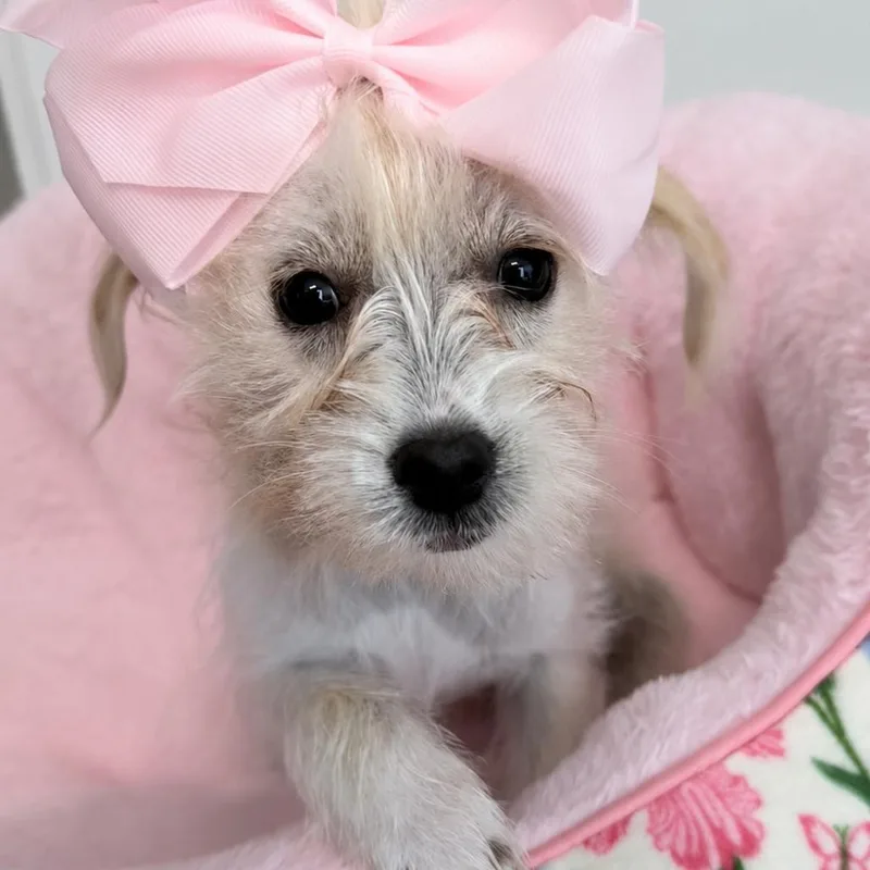 A baby small-sized female White / Cream Terrier dog named Odette for adoption in Baton Rouge, LA