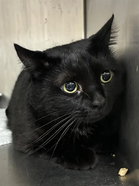 An adult small-sized female Domestic Short Hair cat named Celeste for adoption in Upper Marlboro, MD