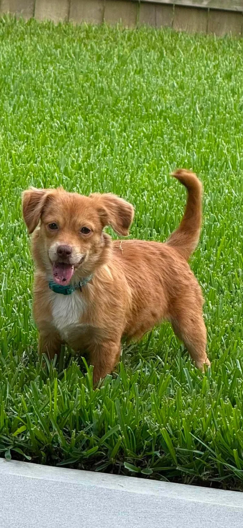 A baby small-sized female Chihuahua dog named Sofie Local Aug for adoption in Louise, TX