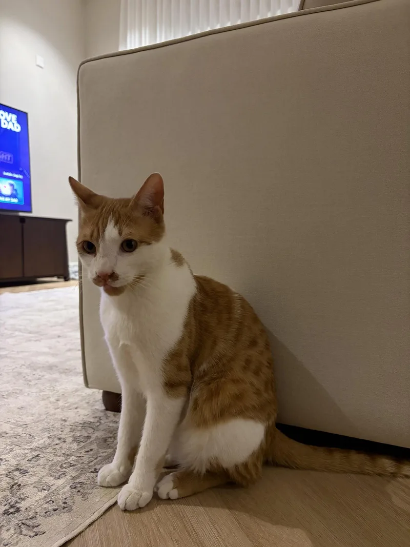 An adult medium-sized male Oriental Short Hair cat named Ginger KSA for adoption in Herndon, VA