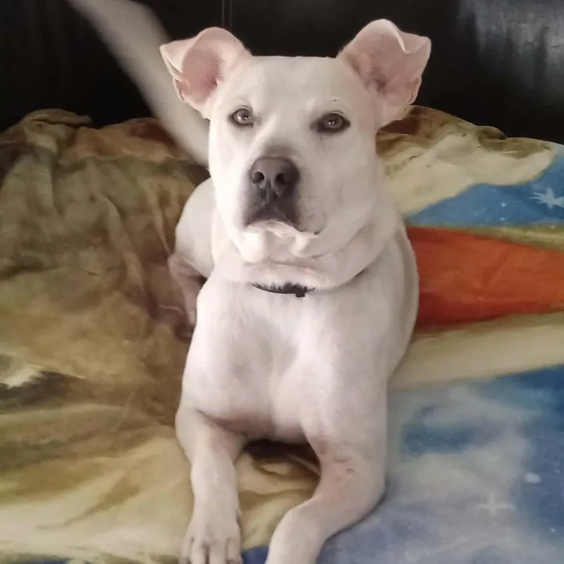 An adult medium-sized female American Bulldog dog named Shiva PC for adoption in Goliad, TX