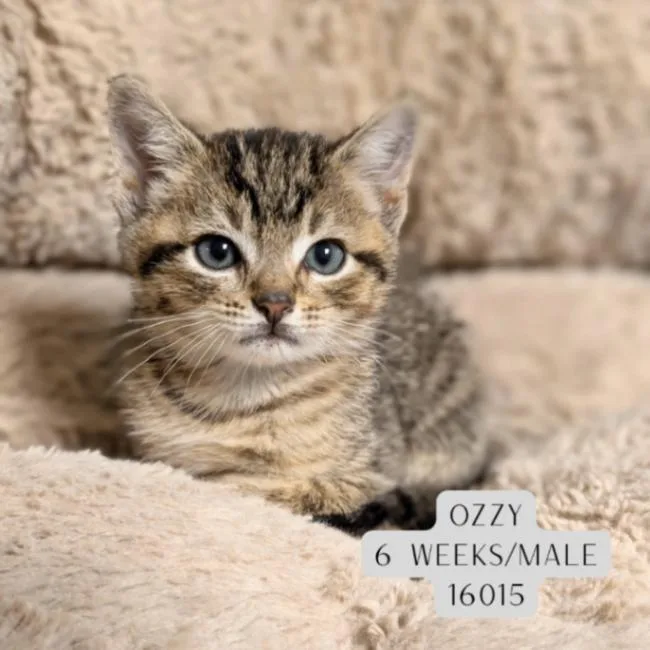 A young medium-sized male Tabby (Brown / Chocolate) Domestic Short Hair cat named Ozzy for adoption in Supply, NC