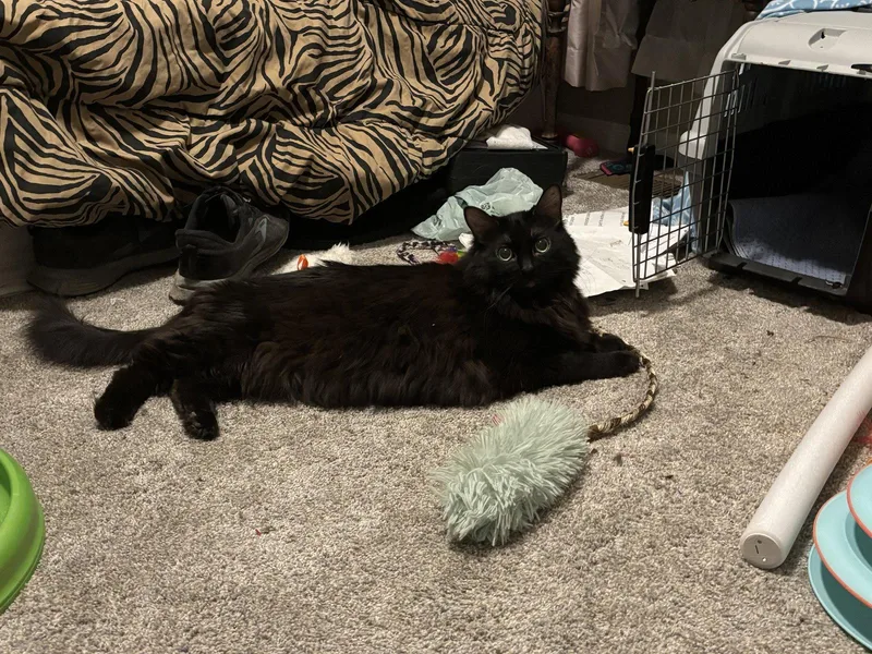 An adult medium-sized female Domestic Long Hair cat named Florence for adoption in Aurora, IL