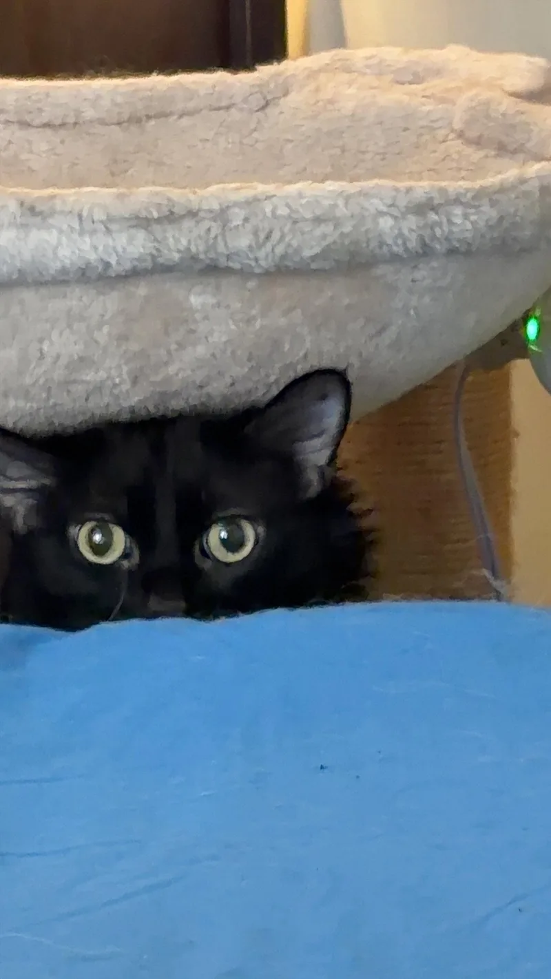 Florence thumbnail 2