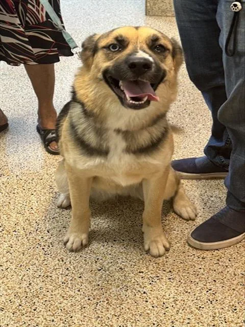 A young small-sized female Siberian Husky dog named Meekah for adoption in Miami, FL