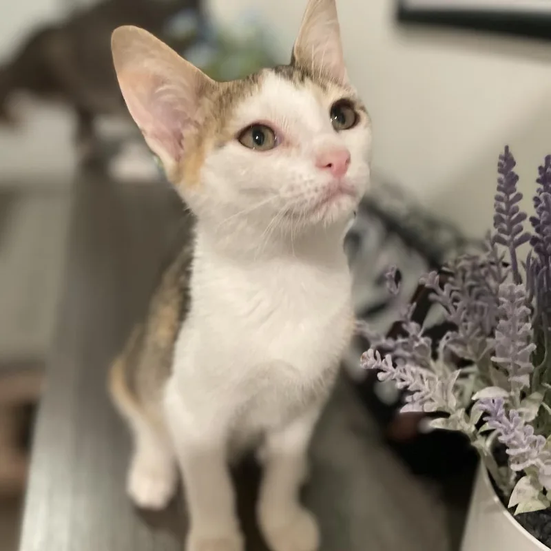 A baby small-sized female Domestic Short Hair cat named Apple for adoption in Woodstock, GA