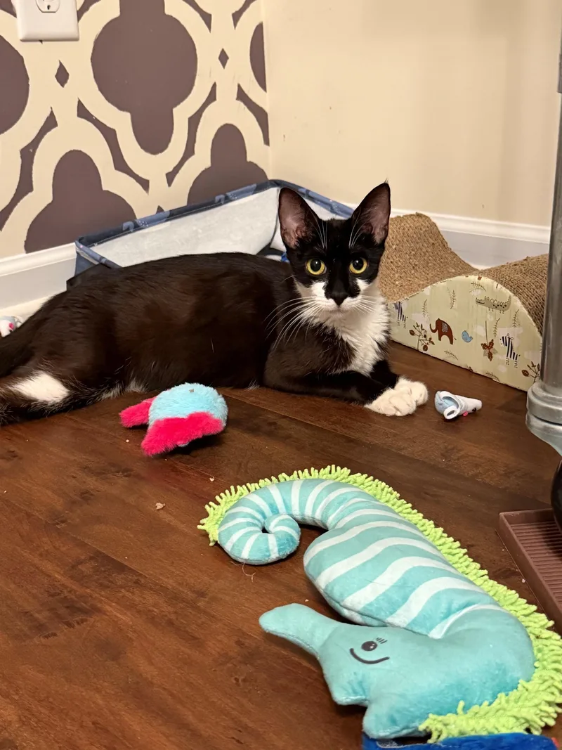 An adult medium-sized female Black & White / Tuxedo Domestic Short Hair cat named Calypso for adoption in Marietta, GA