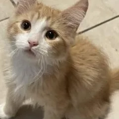 A baby medium-sized male Orange & White Domestic Medium Hair cat named Gudetema for adoption in Phoenix, AZ