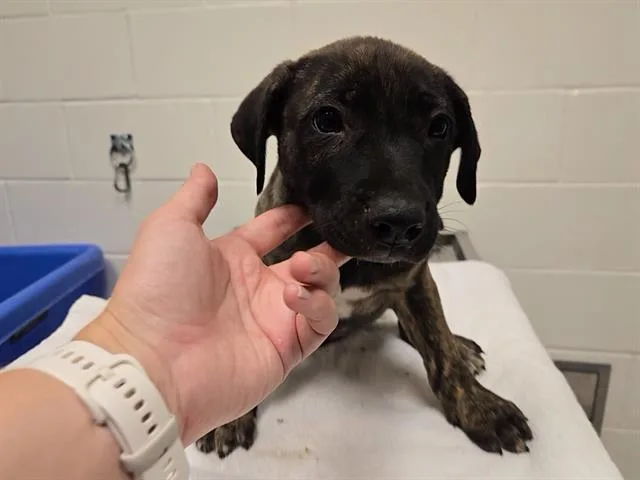 A baby small-sized male Anatolian Shepherd dog named Radish for adoption in Auburn, CA