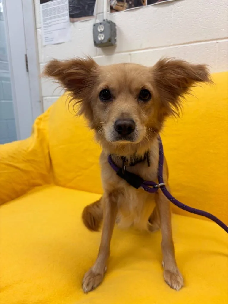 A young small-sized male Chihuahua dog named Woody for adoption in Muskegon, MI