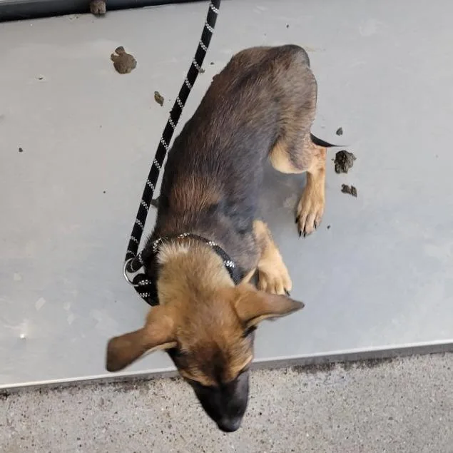 A baby small-sized female Black Mixed Breed dog named Pink for adoption in Las Cruces, NM