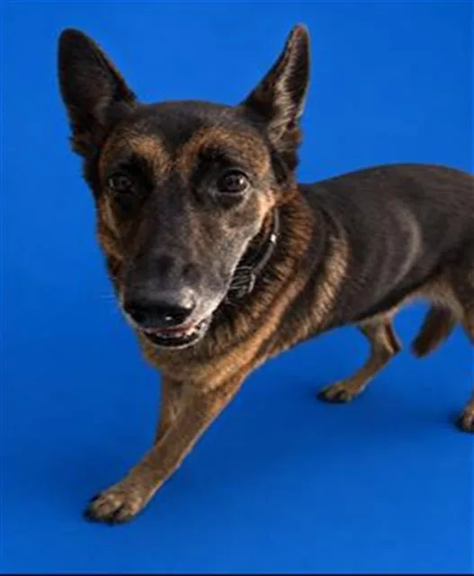 An adult large-sized female German Shepherd Dog dog named Ella for adoption in Winter Haven, FL
