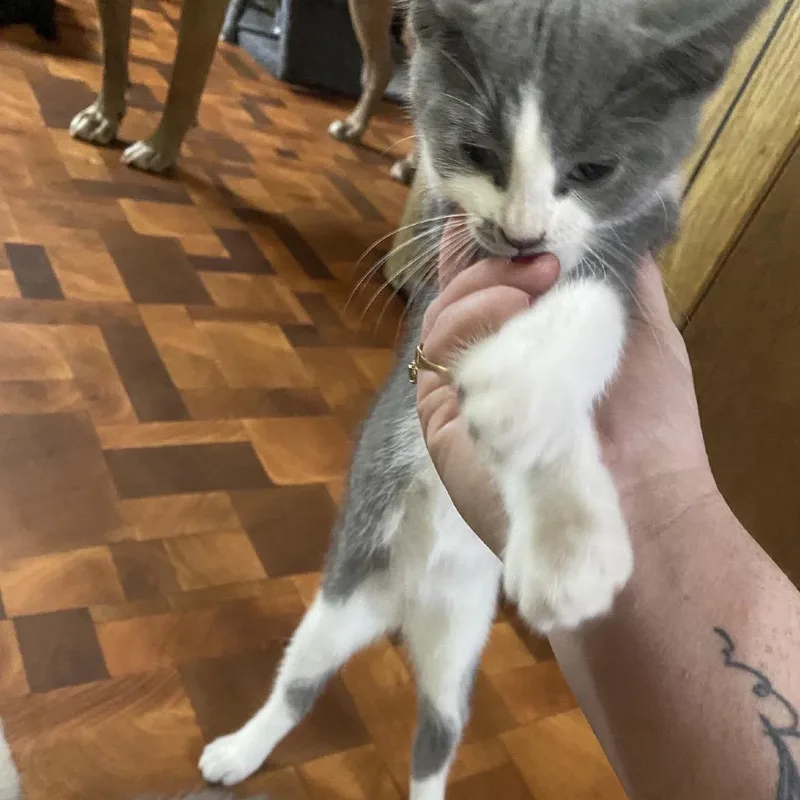 A baby small-sized male Gray / Blue / Silver Domestic Short Hair cat named Tank for adoption in Bismarck, ND
