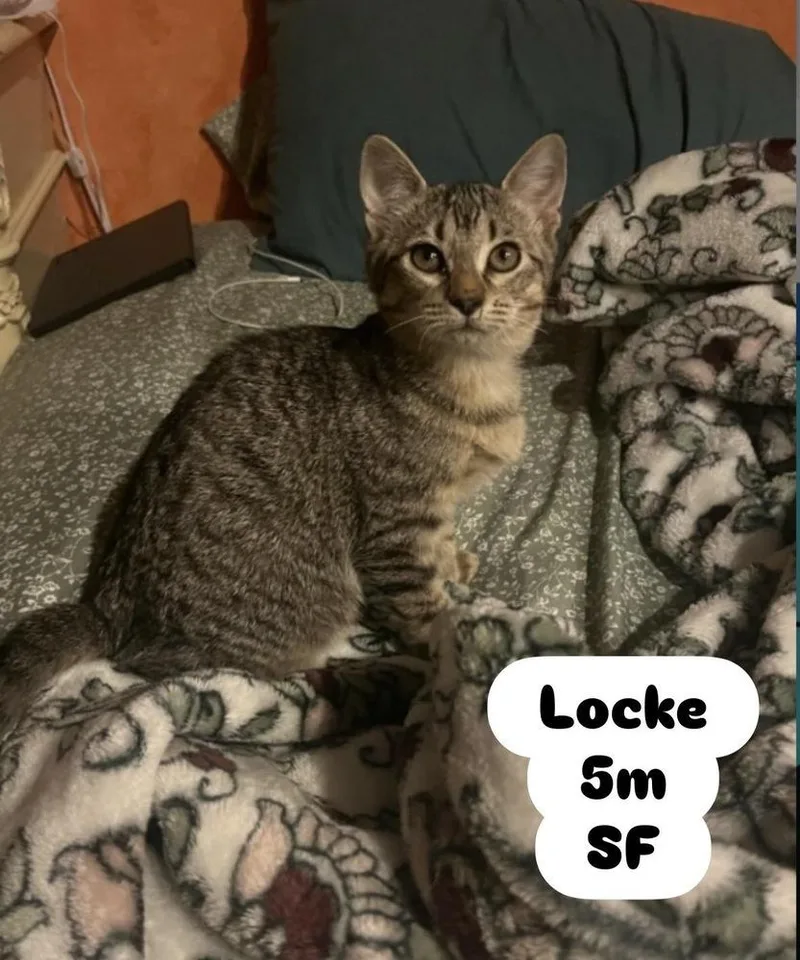 Locke thumbnail 3