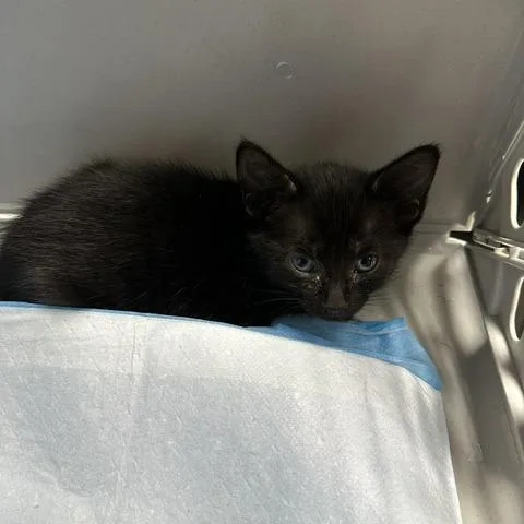 A baby small-sized female Black Domestic Short Hair cat named Carmen for adoption in Indianapolis, IN