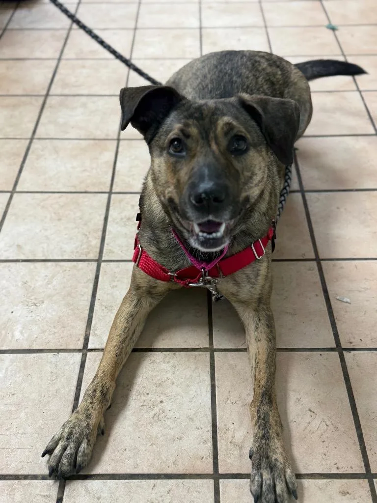 An adult medium-sized female Mixed Breed dog named Coco for adoption in Hyde Park, NY