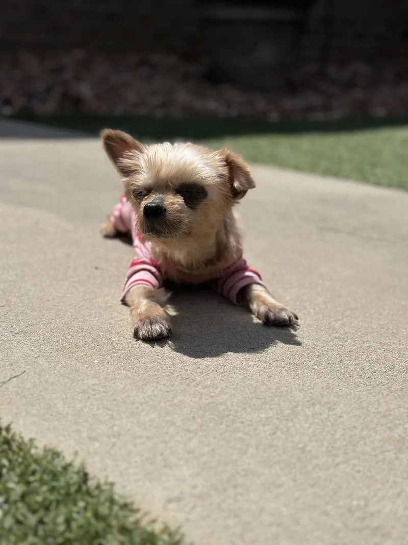 An adult small-sized female Yorkshire Terrier dog named Harley for adoption in Baton Rouge, LA