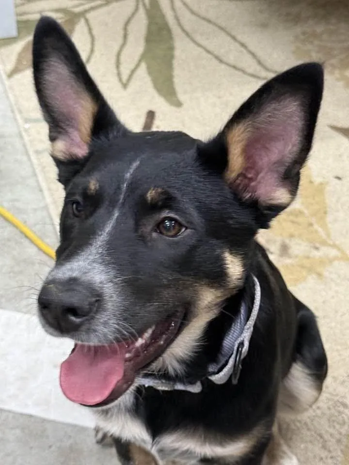 A young medium-sized female Australian Cattle Dog / Blue Heeler dog named Quorra for adoption in renton, WA