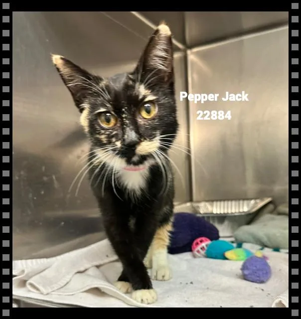 A baby small-sized female Domestic Short Hair cat named Pepper Jack for adoption in Marietta, GA