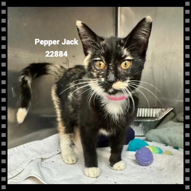 Pepper Jack thumbnail 2