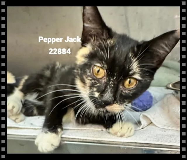 Pepper Jack thumbnail 3