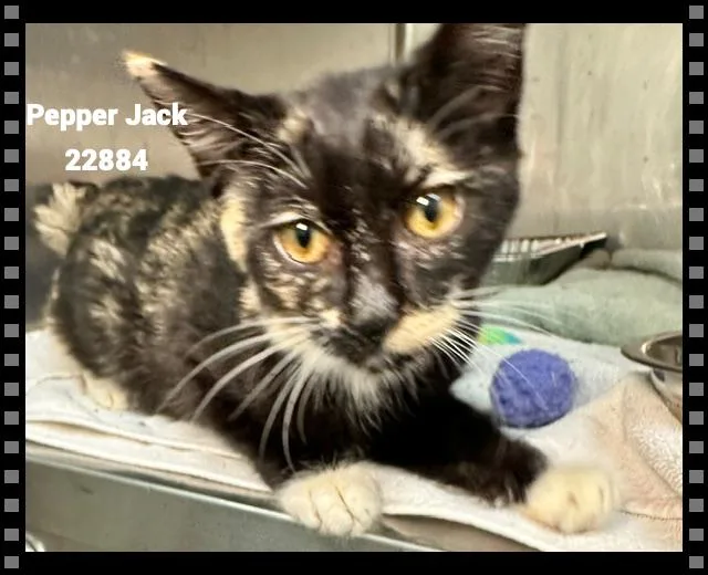 Pepper Jack thumbnail 4