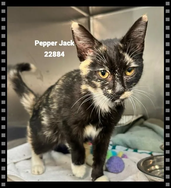Pepper Jack thumbnail 5