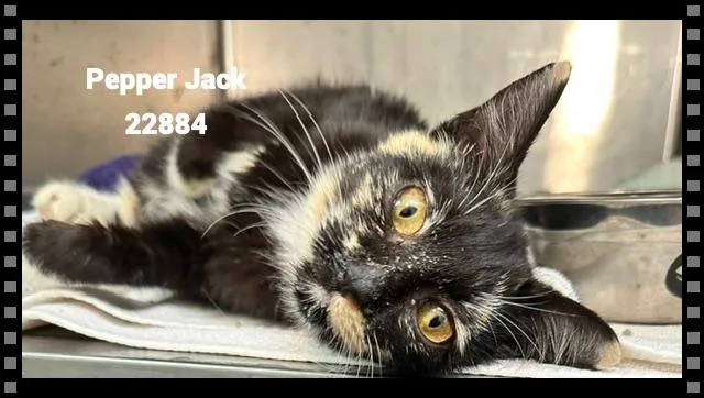 Pepper Jack thumbnail 6