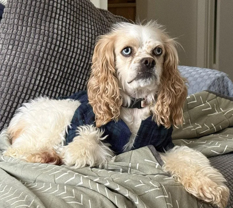 Daisy AKA Little Dog