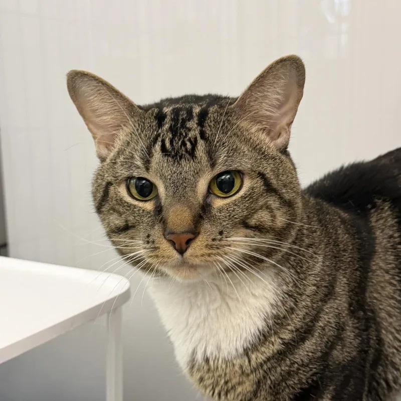 A young small-sized male Brown / Chocolate Domestic Short Hair cat named Mr. Tabbz for adoption in New York, NY
