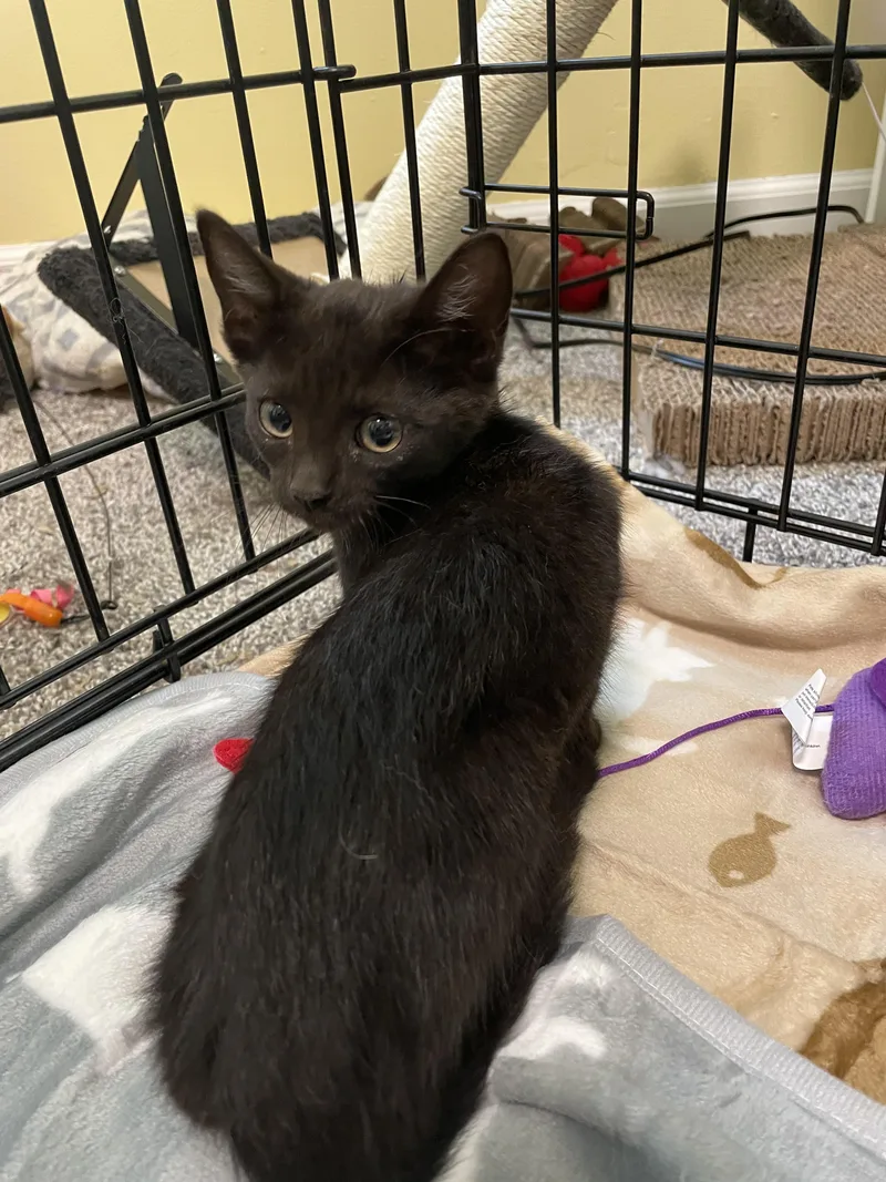 A baby small-sized female Domestic Short Hair cat named Nyx aka black female for adoption in Mexico, MO