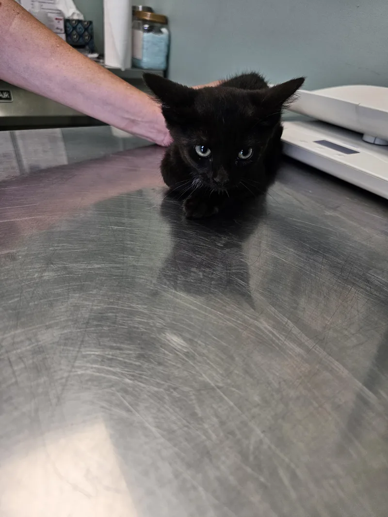 Nyx aka black female thumbnail 2