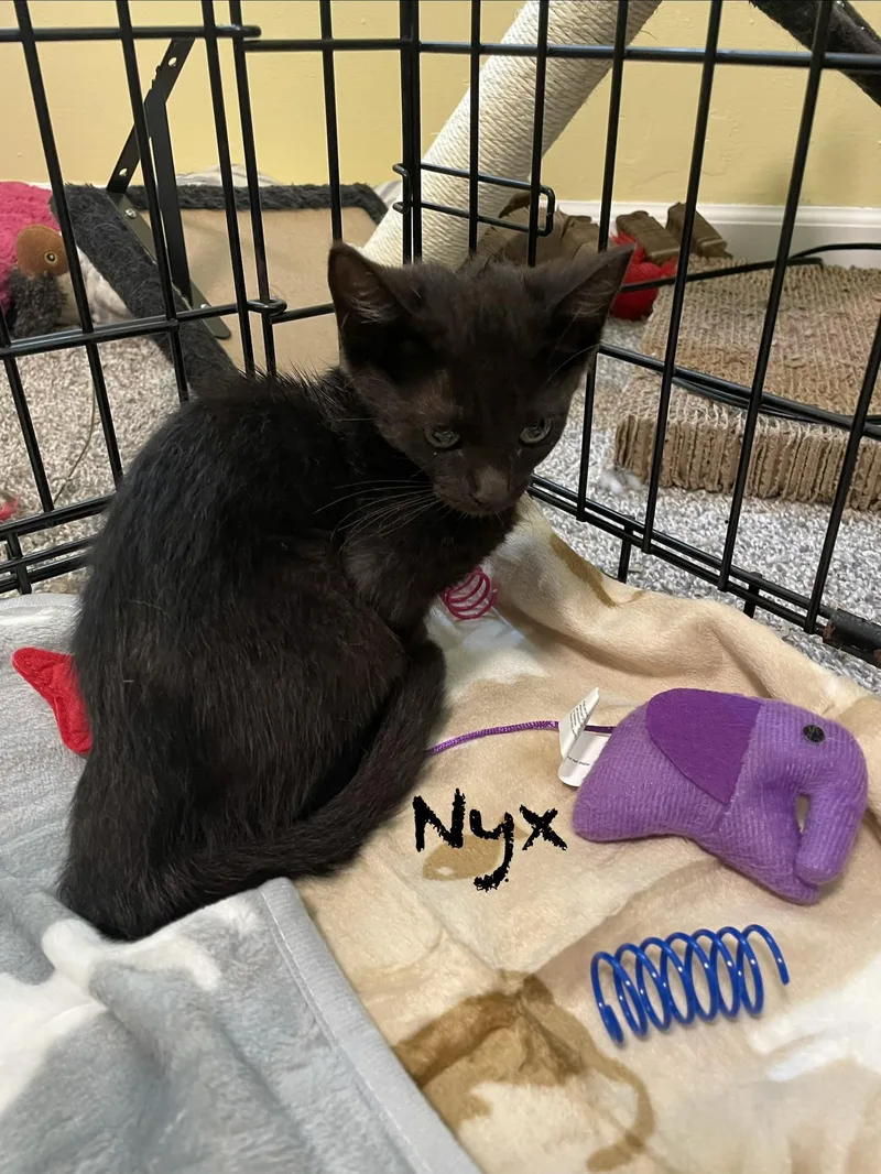 Nyx aka black female thumbnail 5