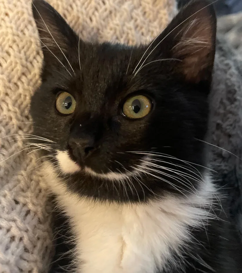 An adult medium-sized male Black & White / Tuxedo Domestic Short Hair cat named Milo for adoption in Wheeling, IL